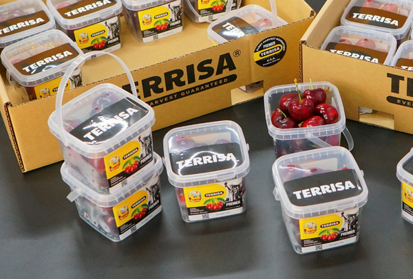 TERRISA Premier U.S.A. Cherries