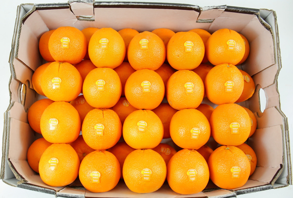 TERRISA Special Cara Cara Australian Oranges