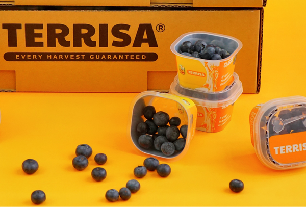 TERRISA Classic U.S.A. Blueberries