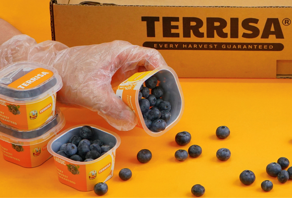 TERRISA Classic U.S.A. Blueberries