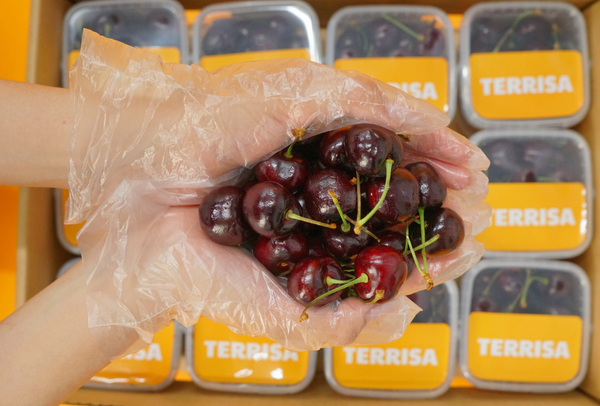 TERRISA Classic U.S.A. Cherries