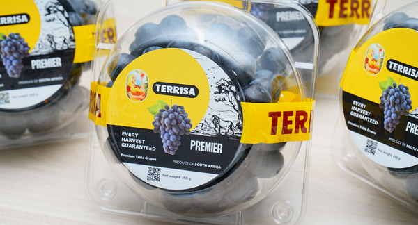 Nho đen Nam Phi TERRISA Premier 