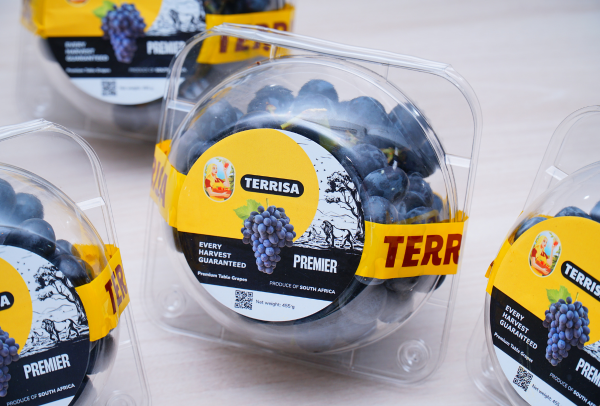 Nho đen Nam Phi TERRISA Premier 