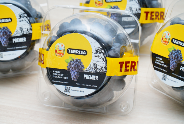 Nho đen Nam Phi TERRISA Premier 